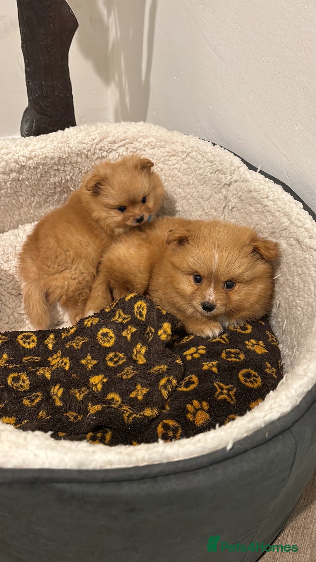 Mixed Breed dogs for sale: Pomeranian mixt with bichon - Advert 8