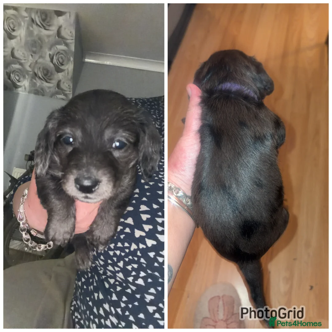Mixed Breed dogs for sale: Doxiepoo puppies  in Walsall - Advert 1