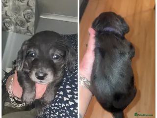 Mixed Breed dogs Doxiepoo puppies - Advert 2