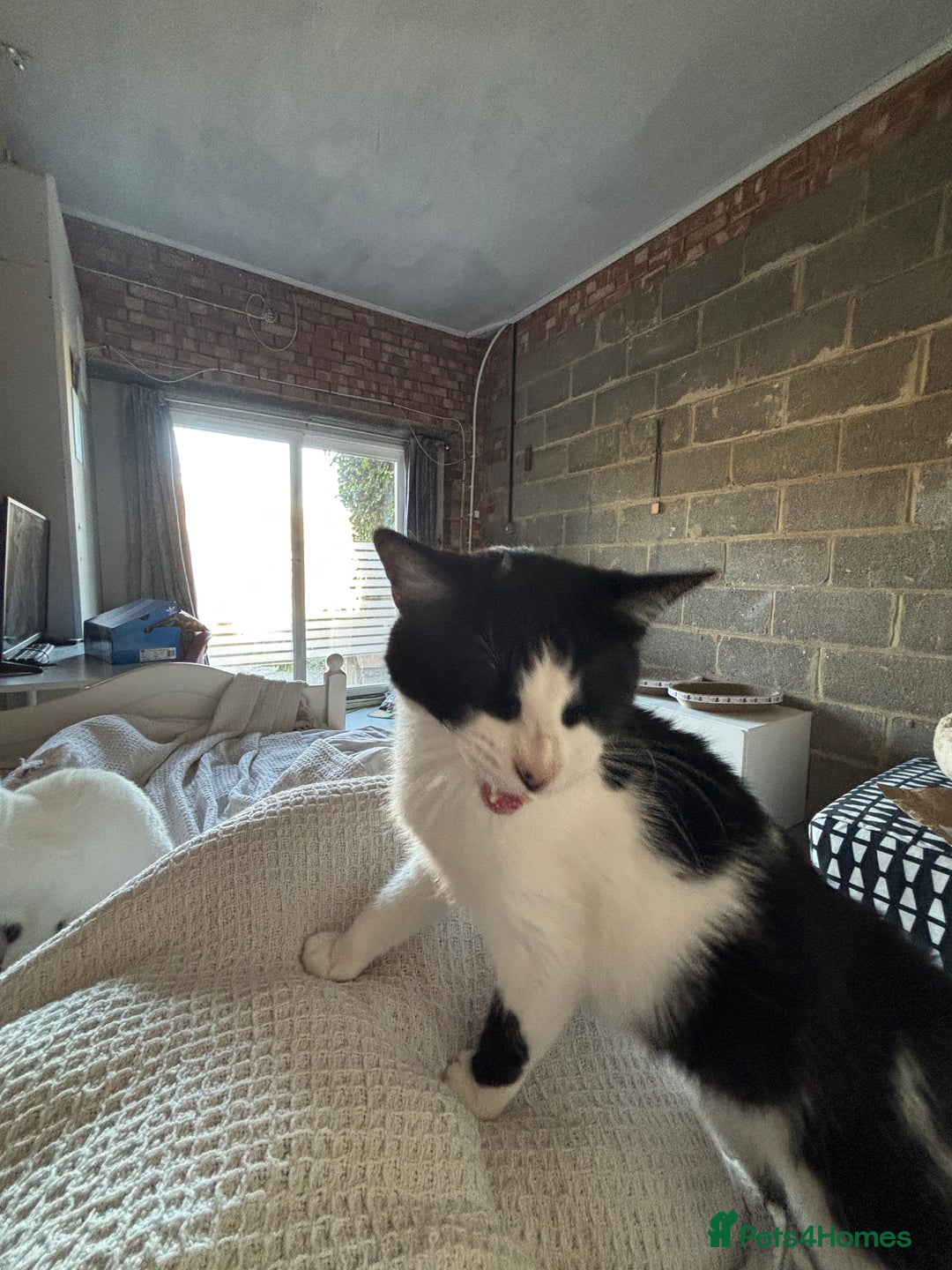 Arabian Mau cats for sale: Zayn & Rafa - Rescue Arabian Maus - Image 11