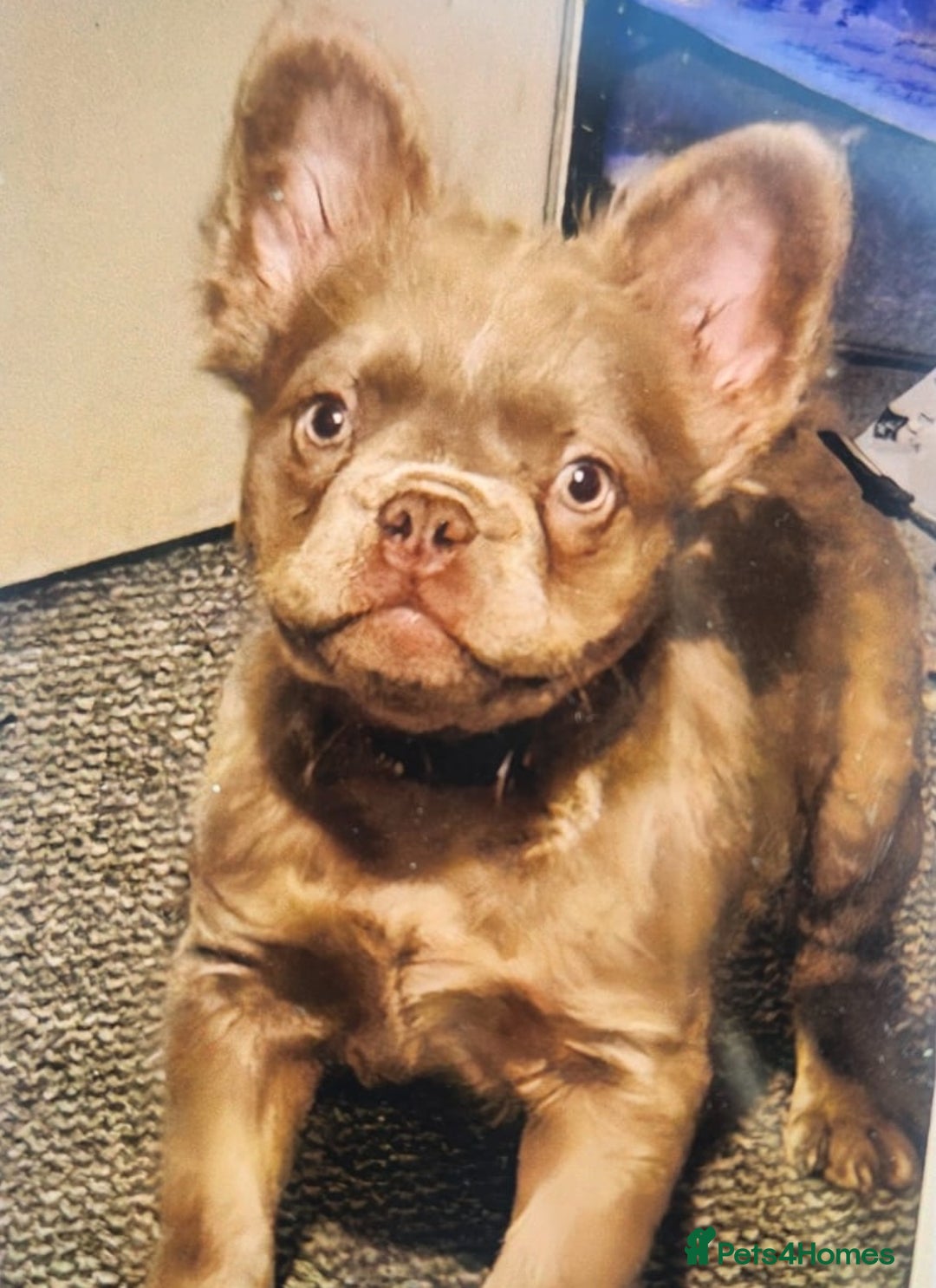French Bulldog dogs for stud: Visual fluffy Isabella stud - Advert 1