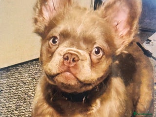 French Bulldog dogs Visual fluffy Isabella stud - Advert 1