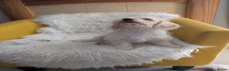 Mixed Breed dogs for sale: Adorable puppies looking for their forever homes! - Advert 7