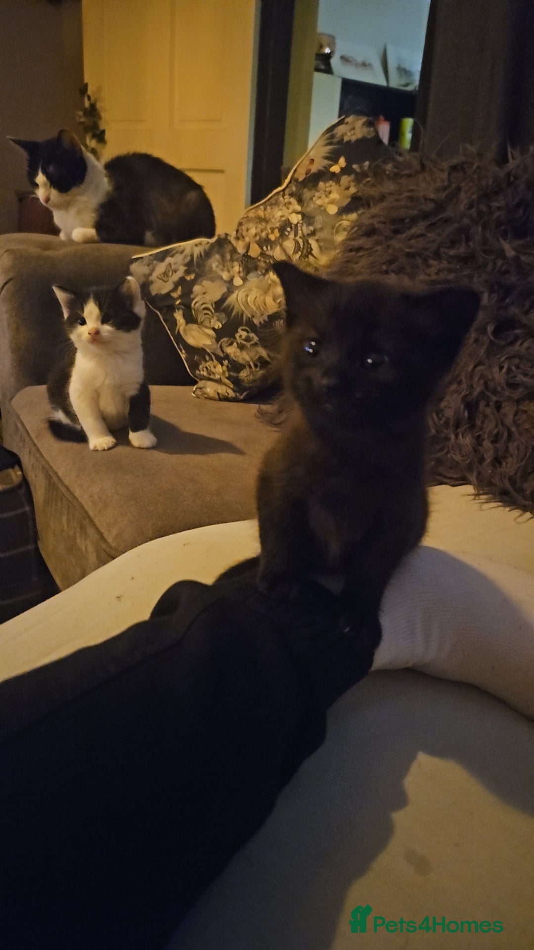 Mixed Breed cats for sale: 4 beautiful mixed kittens  - Image 7