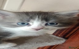 Mixed Breed cats for sale: Stunning long hair kittens for sale - Image 13
