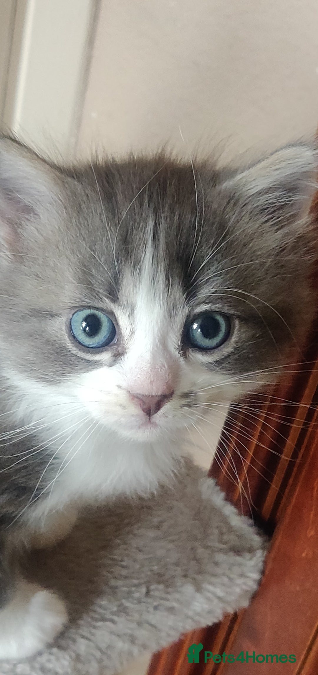Mixed Breed cats for sale: Stunning long hair kittens for sale - Image 13