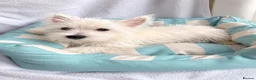West Highland Terrier dogs for sale: West highland white terriers ⭐️ 3 boys ⭐️ - Advert 5