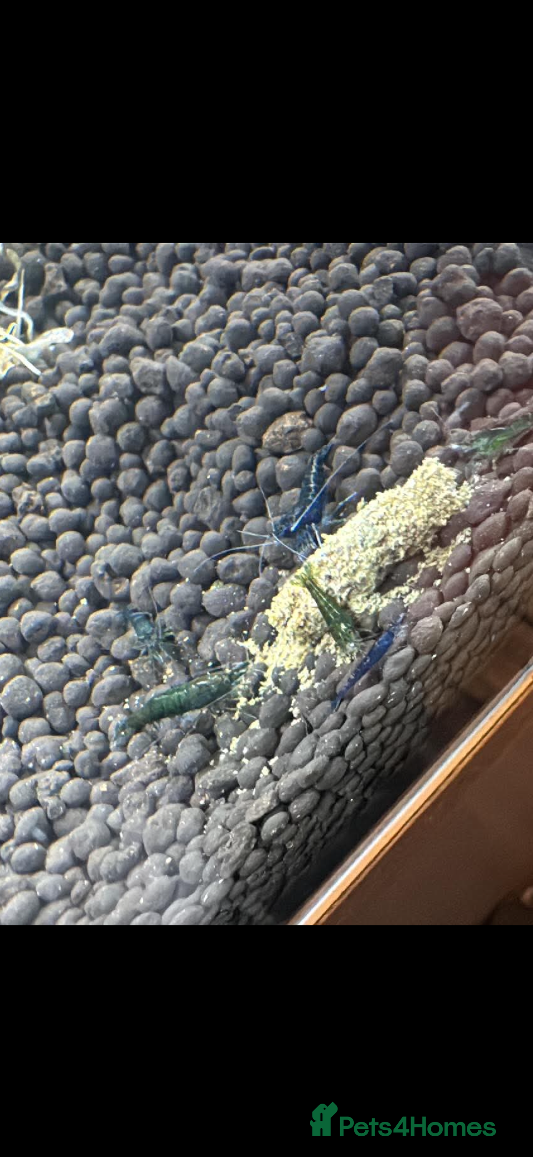 Shrimps fish for sale: High grade green jades shrimp - Advert 8