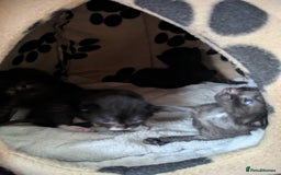Mixed Breed cats for sale: Kittens  - Image 7