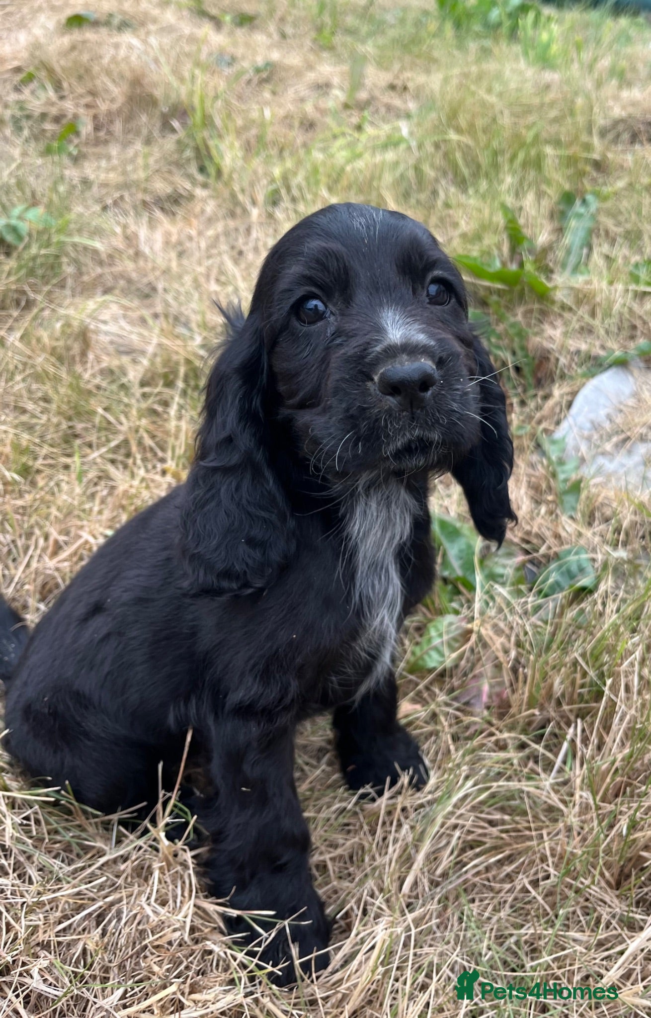 Cocker Spaniel dogs Stunning show type cocker spaniel puppies  - Advert 5