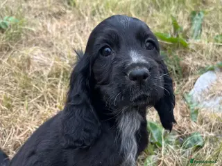 Cocker Spaniel dogs Stunning show type cocker spaniel puppies - Advert 5