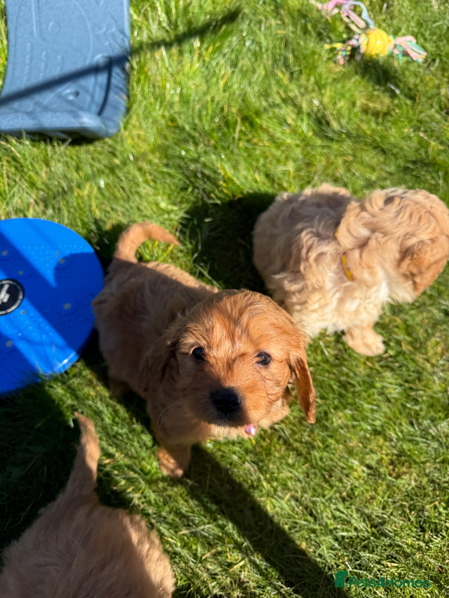 Cavapoo dogs Beautiful Health Tested Cavapoo Puppies - Advert 2