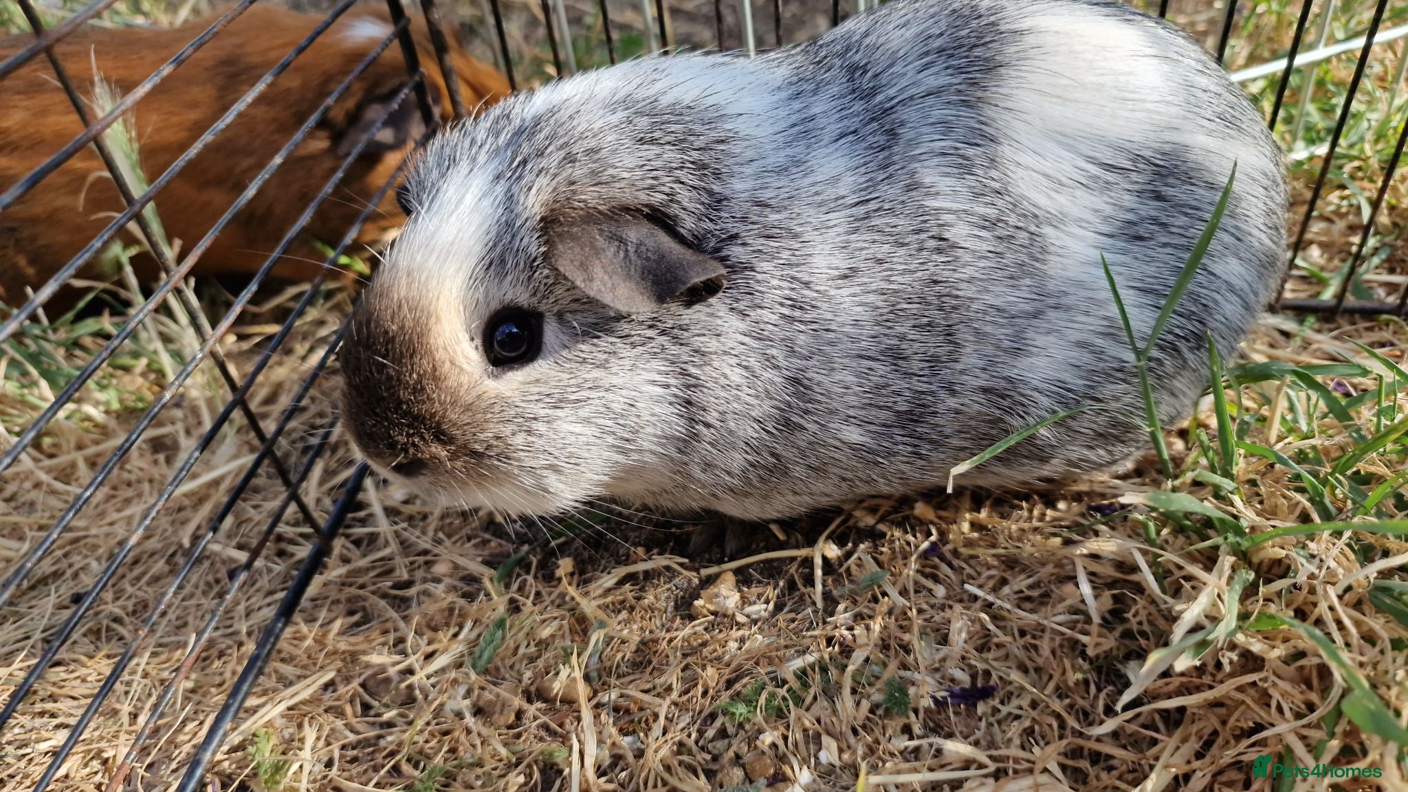Guinea Pig rodents £20 for 2 California x male guinea pigs  - Advert 19