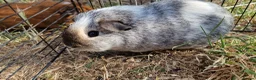 Guinea Pig rodents for sale: £20 for 2 California x male guinea pigs  - Advert 1