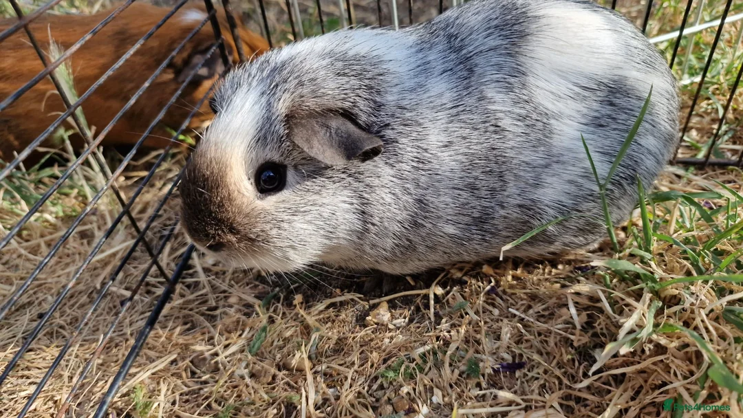Guinea Pig rodents for sale: £20 for 2 California x male guinea pigs  - Advert 1