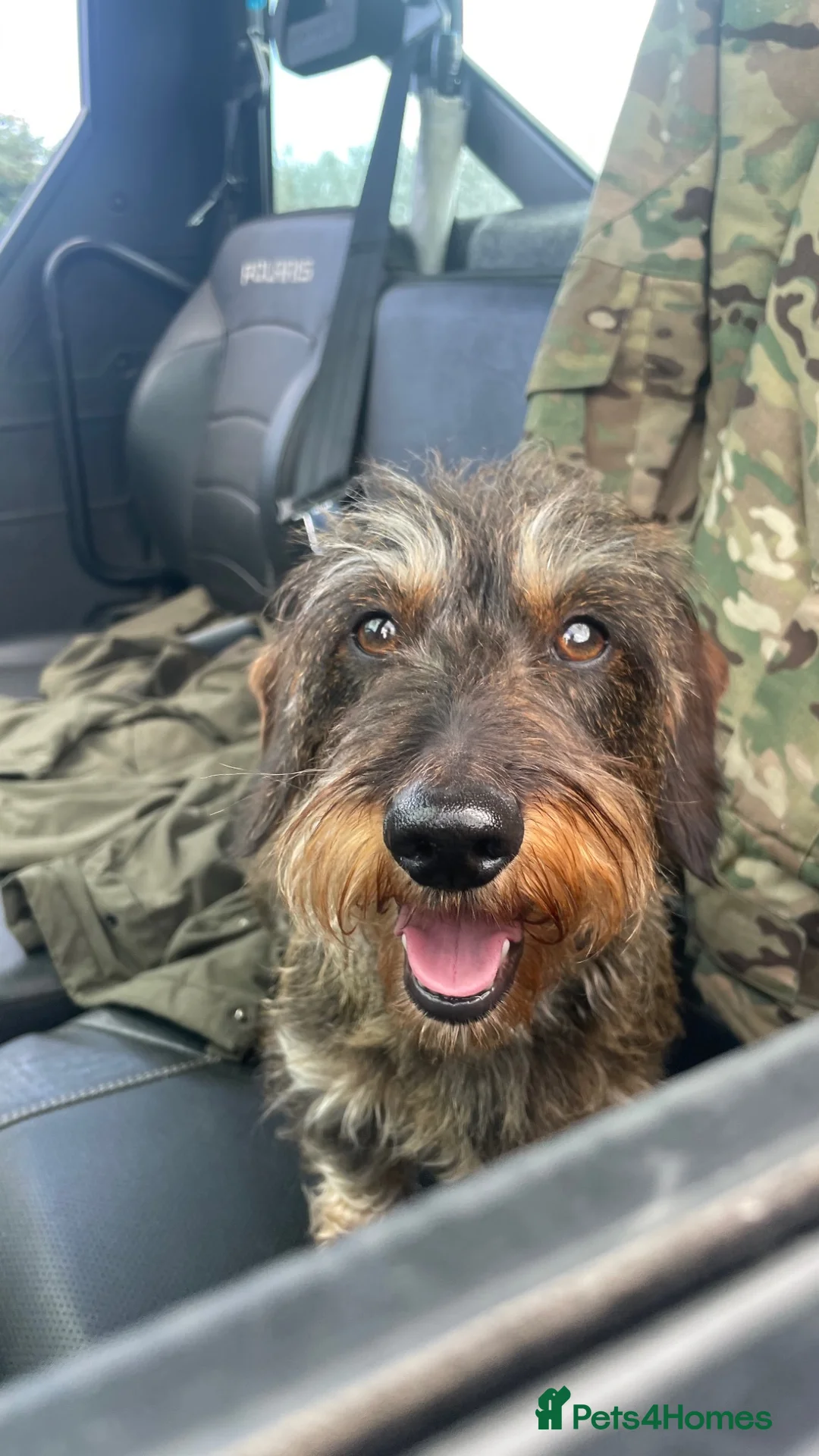 Dachshund dogs for sale: KC REG STANDARD WIRED HAIRED DACHSHUND (TECKELS) - Advert 40