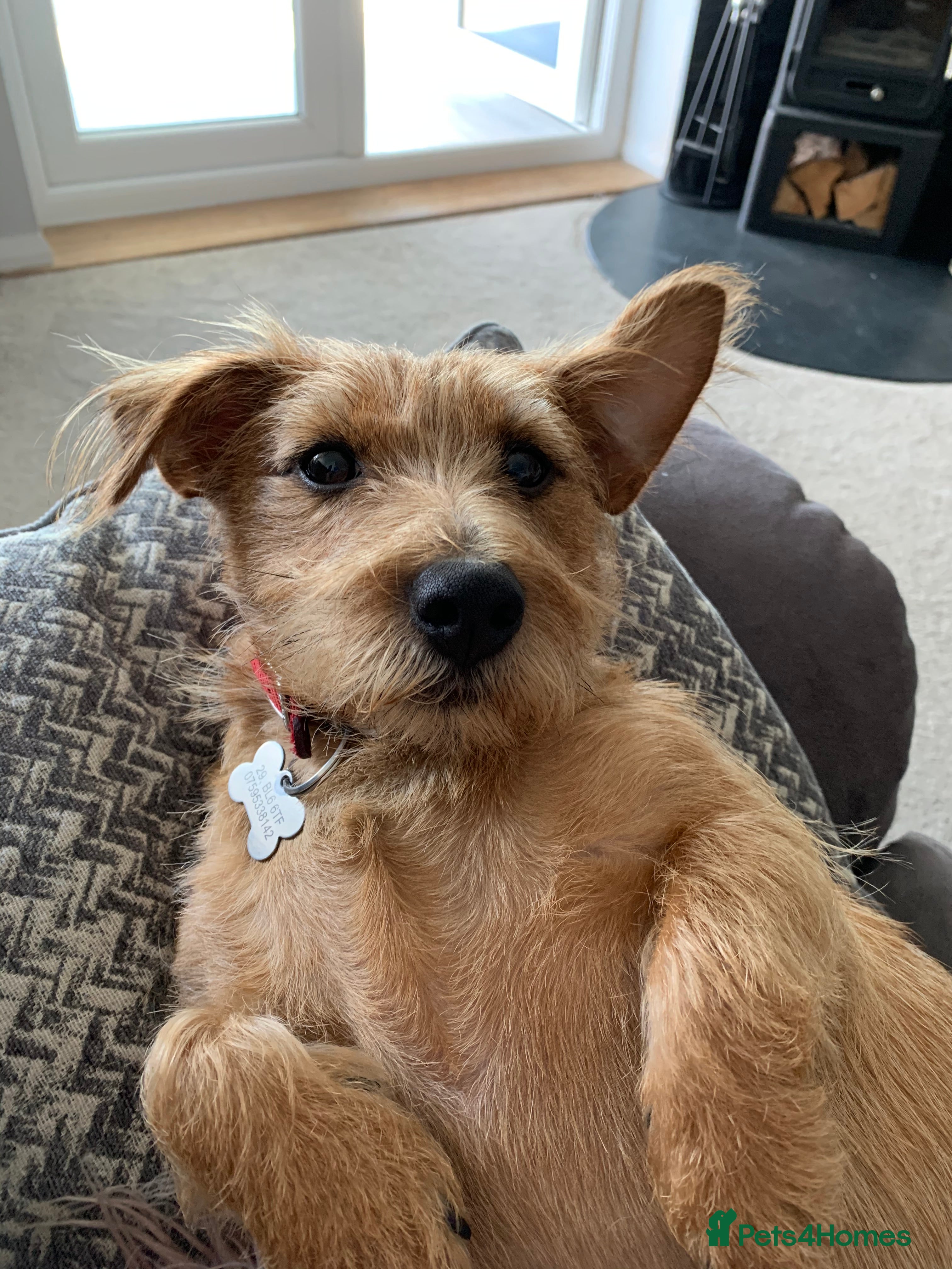 Mixed Breed dogs Loving home wanted - Advert 1