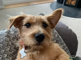 Mixed Breed dogs Loving home wanted - Advert 1