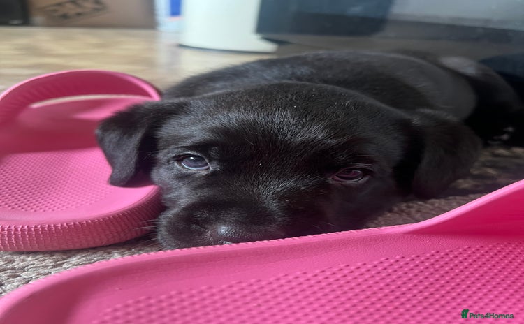 Labrador Retriever dogs - Advert 1