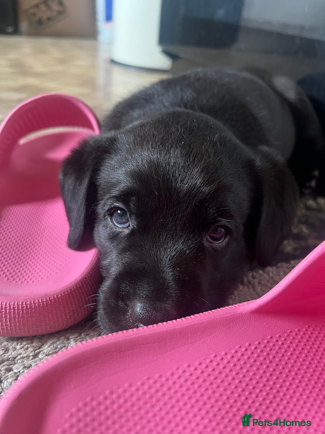 Labrador Retriever dogs for sale: KC registered black lab - 1 boy left!  - Image 1