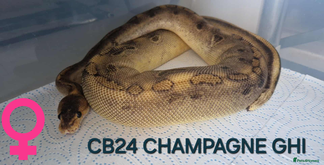 Python Snake reptiles for sale: Various hatchlings and sub adults in West Bromwich - Image 8