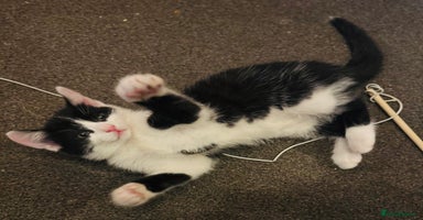Mixed Breed cats - Advert 13