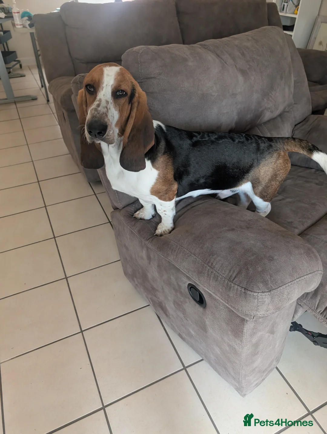 Basset Hound dogs for sale: 8 month old male Basset Hound in Brandon - Advert 2
