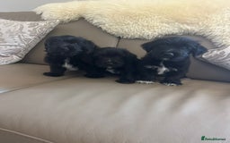 Mixed Breed dogs for sale: 3 yorkshire terrier x Jack Russell  - Image 1