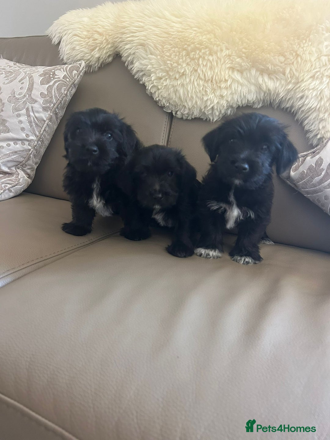 Mixed Breed dogs for sale: 3 yorkshire terrier x Jack Russell  - Image 1