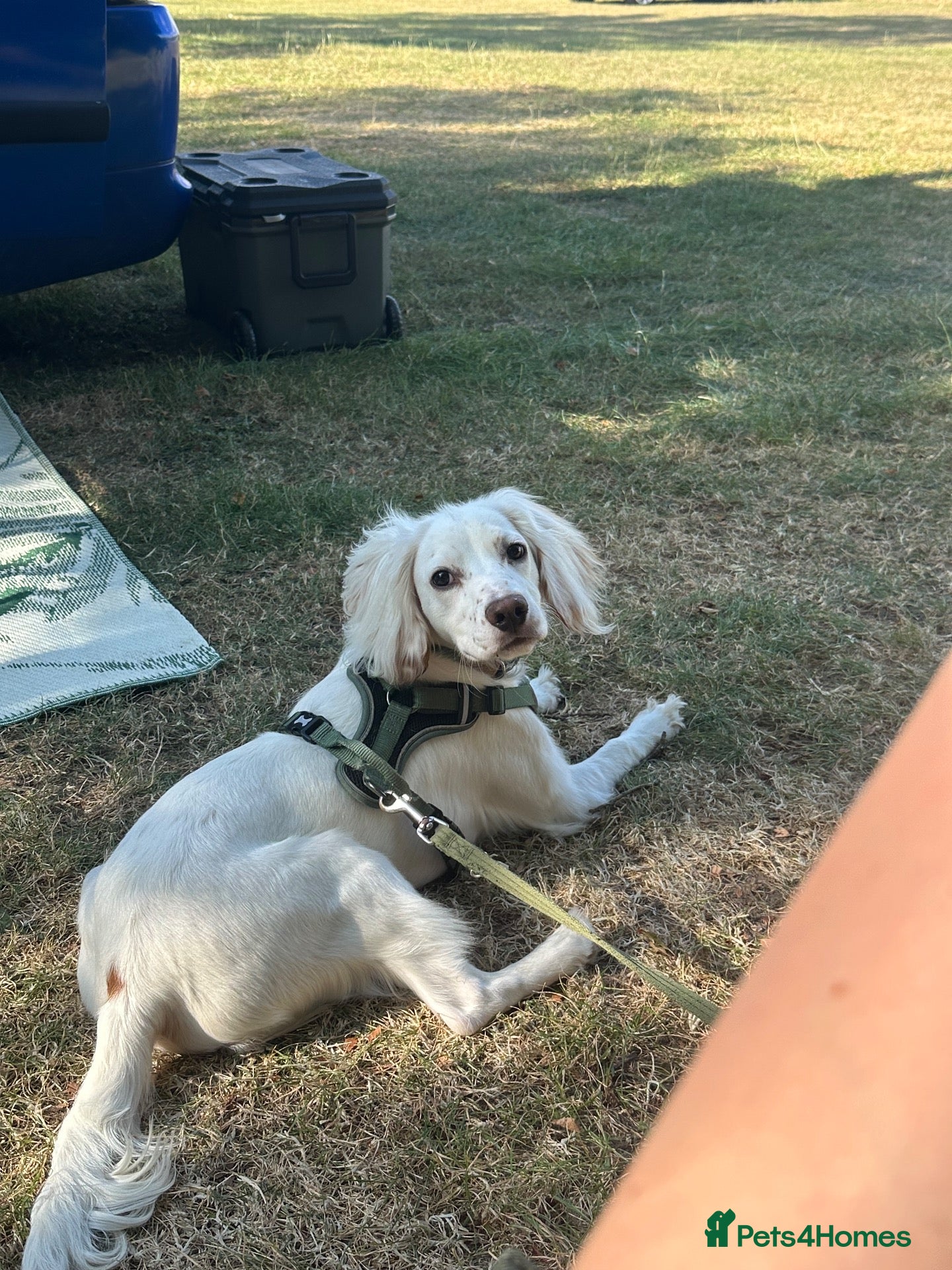 Mixed Breed dogs 11 month old Cocker Spaniel - Advert 2