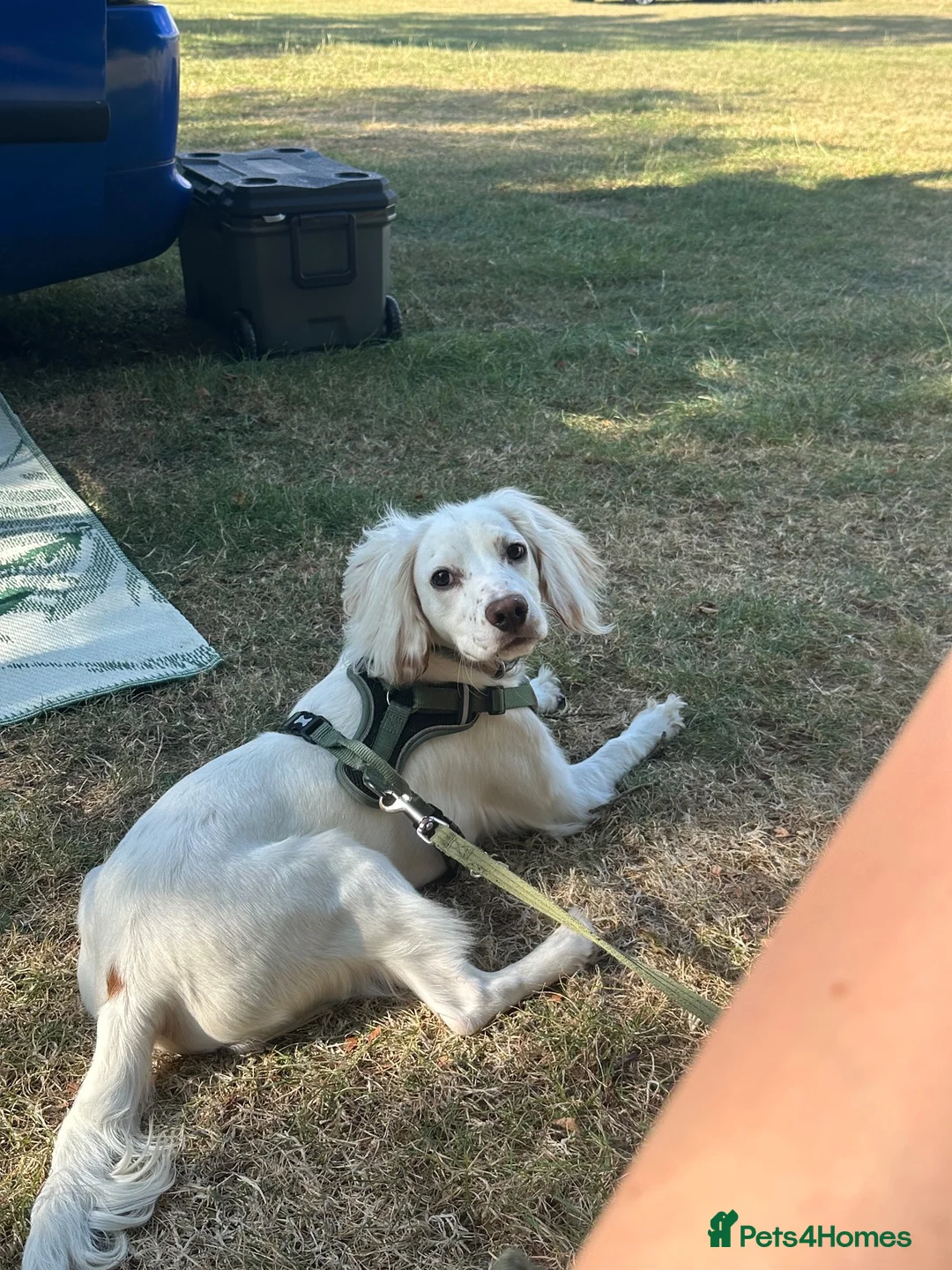 Mixed Breed dogs for sale: 11 month old Cocker Spaniel in Swindon - Advert 1