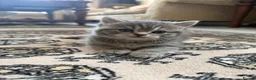 British Shorthair cats for sale: 3 British Shorthair Kittens  - Advert 4