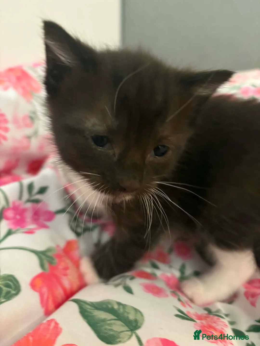 Mixed Breed cats for sale: Cute kitten ready to view 😍  - Advert 4