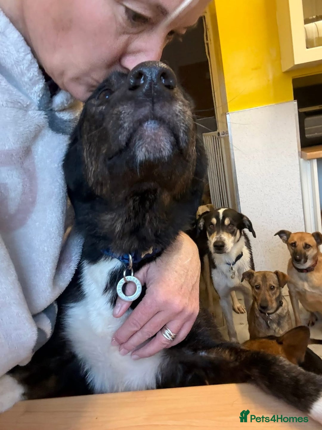 Mixed Breed dogs for adoption: Bonnie (Bokri) Norwich Norfolk  - Advert 1