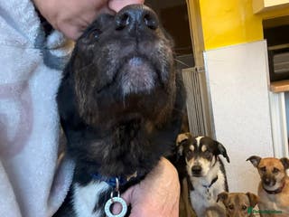 Mixed Breed dogs Bonnie (Bokri) Norwich Norfolk - Advert 11