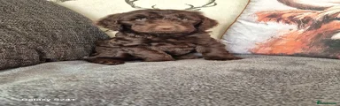 Cockapoo Puppy 2