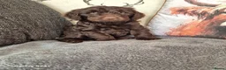 Cockapoo dogs for sale: F1 cockapoo puppys  in Durham - Advert 12