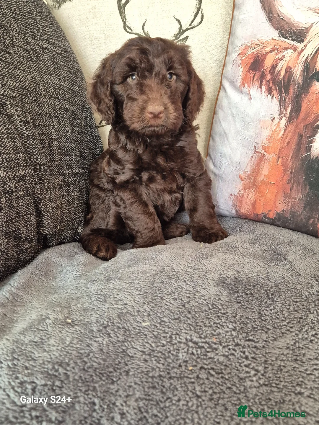 Cockapoo dogs for sale: F1 cockapoo puppys  in Durham - Advert 12