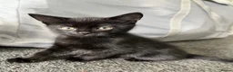 Mixed Breed cats for sale: Black Girl Kittens - Advert 1
