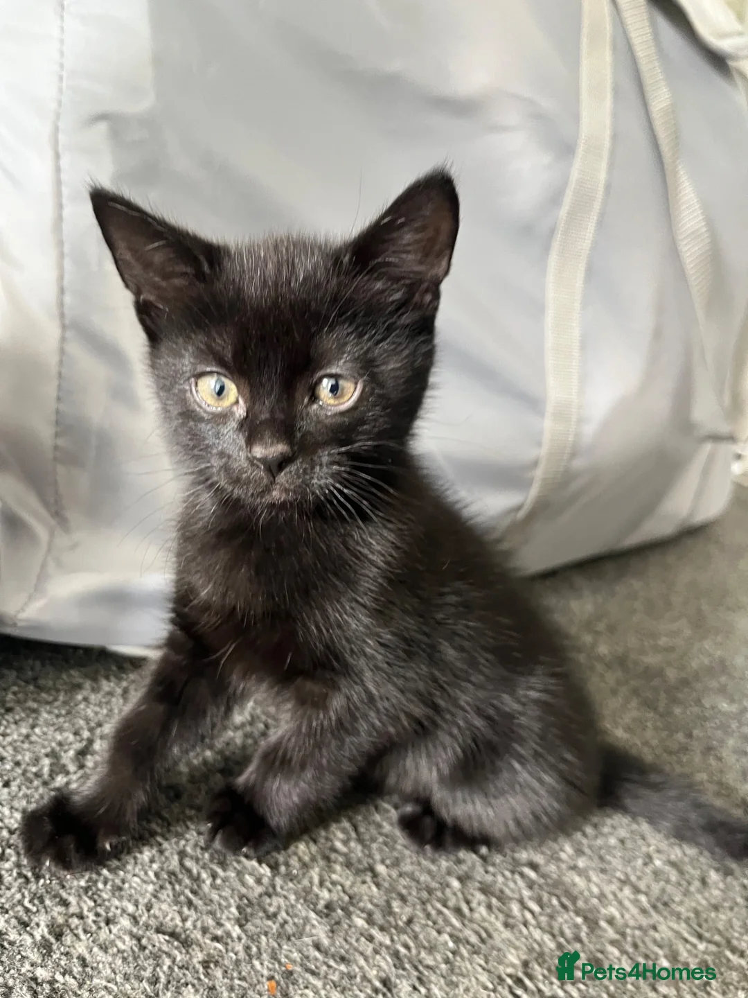 Mixed Breed cats for sale: Black Girl Kittens - Advert 1