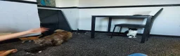 Mixed Breed cats for sale: Beautiful fluffy kittens - Advert 3