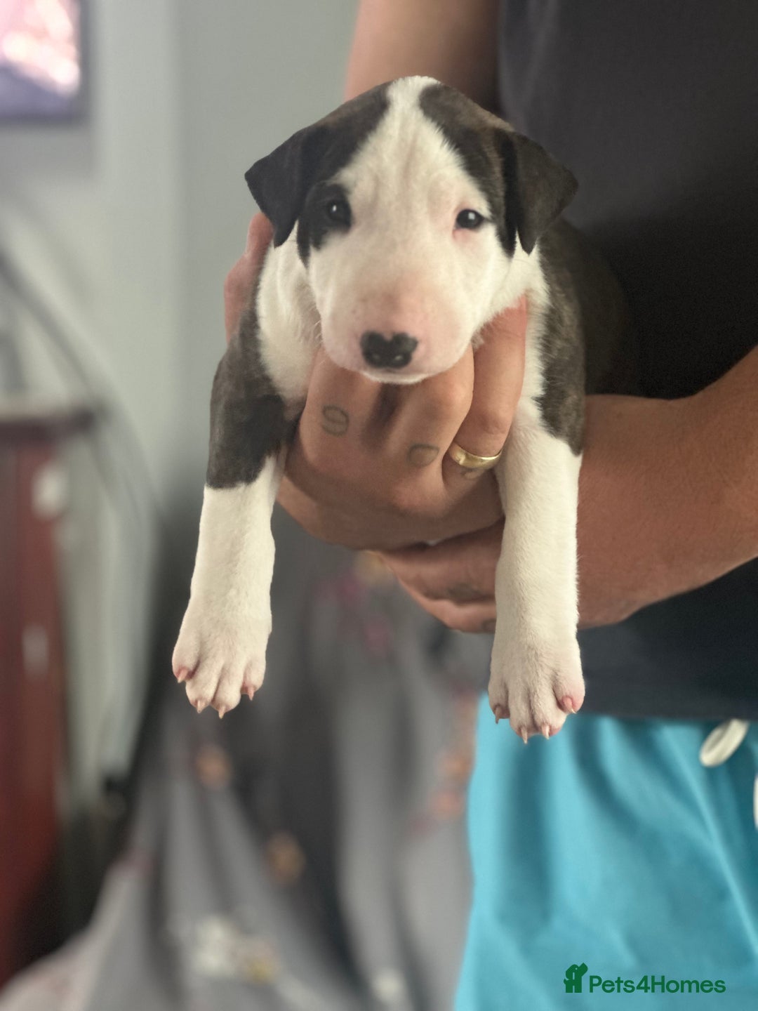 English Bull Terrier dogs for sale: 1 male and 2 female looking for new home - Image 3