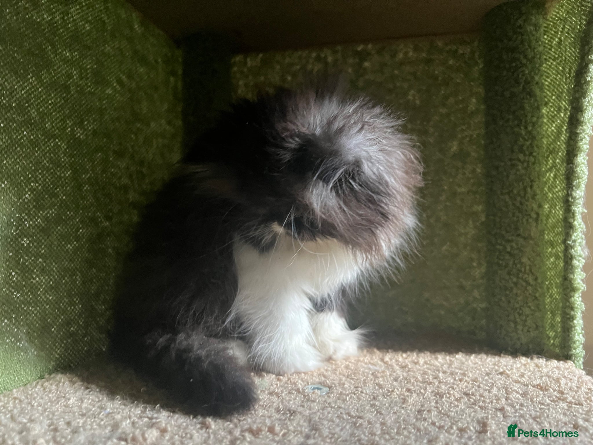 Persian cats for sale: Betty looking for new home - Advert 4