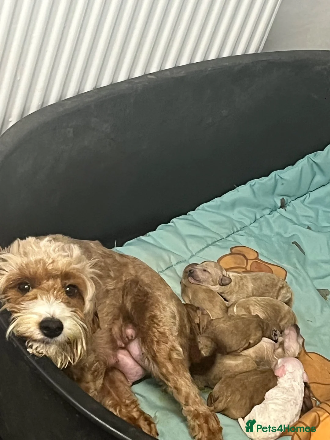 Cockapoo dogs for sale: Red Cockerpoo Puppies - Advert 25