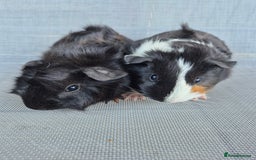 Guinea Pig rodents for sale: Female guinea pigs both sisters - Image 1