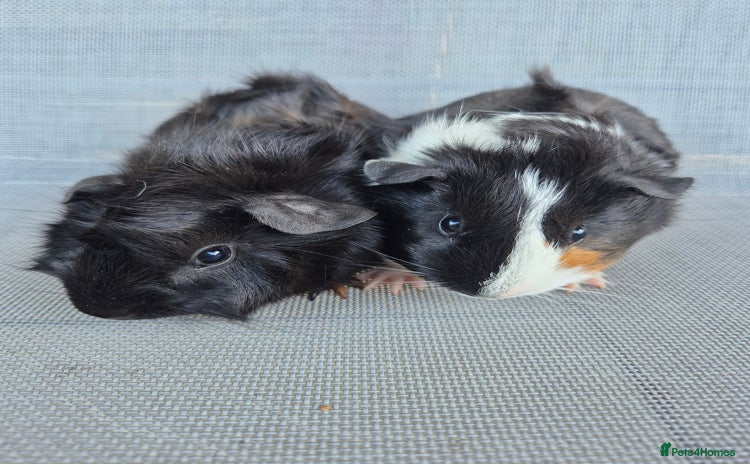 Guinea Pig rodents - Advert 12