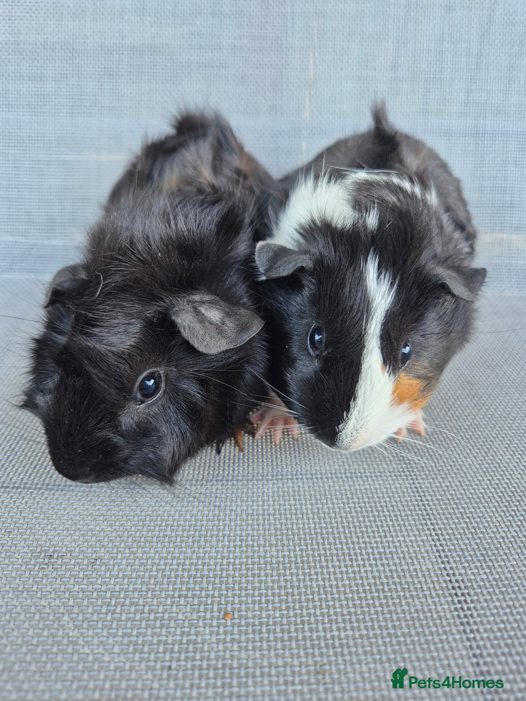 Guinea Pig rodents for sale: Female guinea pigs both sisters - Image 1