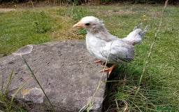 Chickens poultry for sale: Beautiful Tame Serama Trio - Handled Daily - Image 7