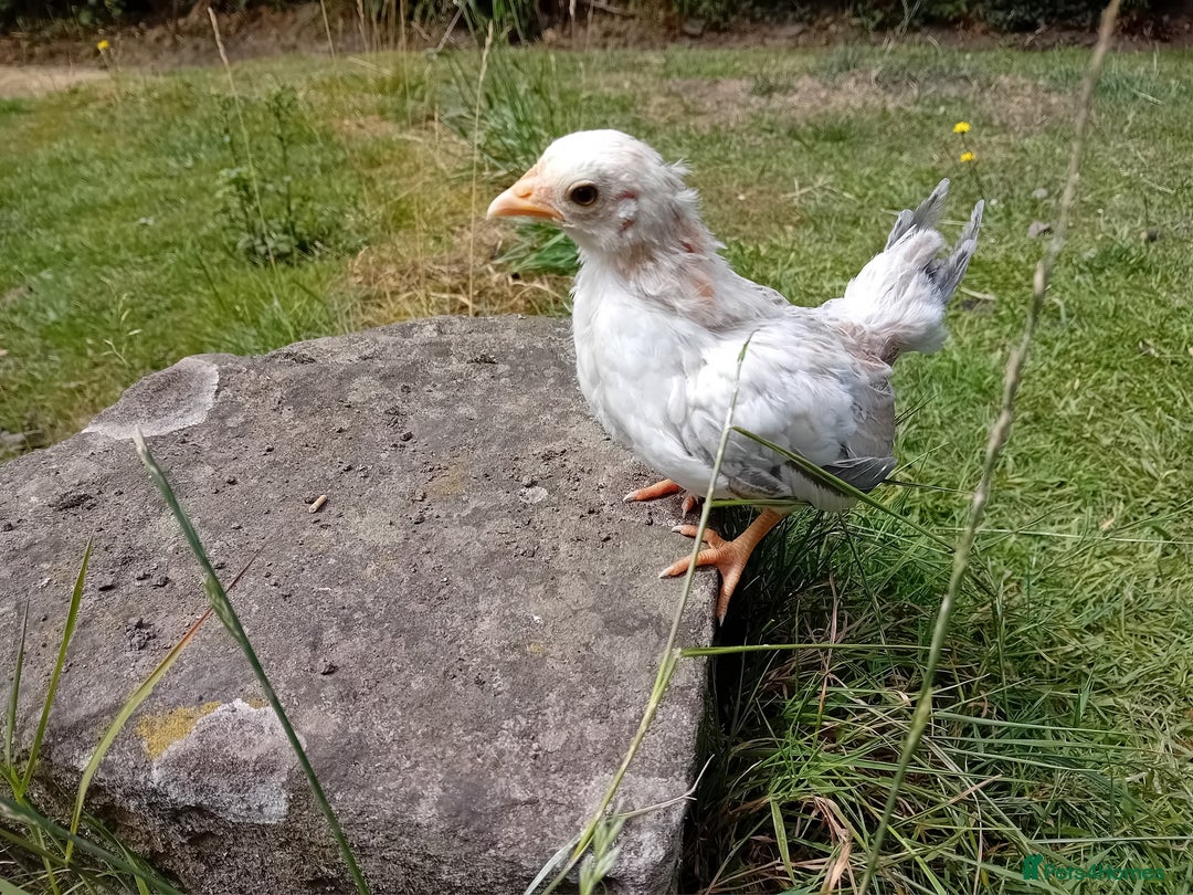 Chickens poultry for sale: Beautiful Tame Serama Trio - Handled Daily - Image 7