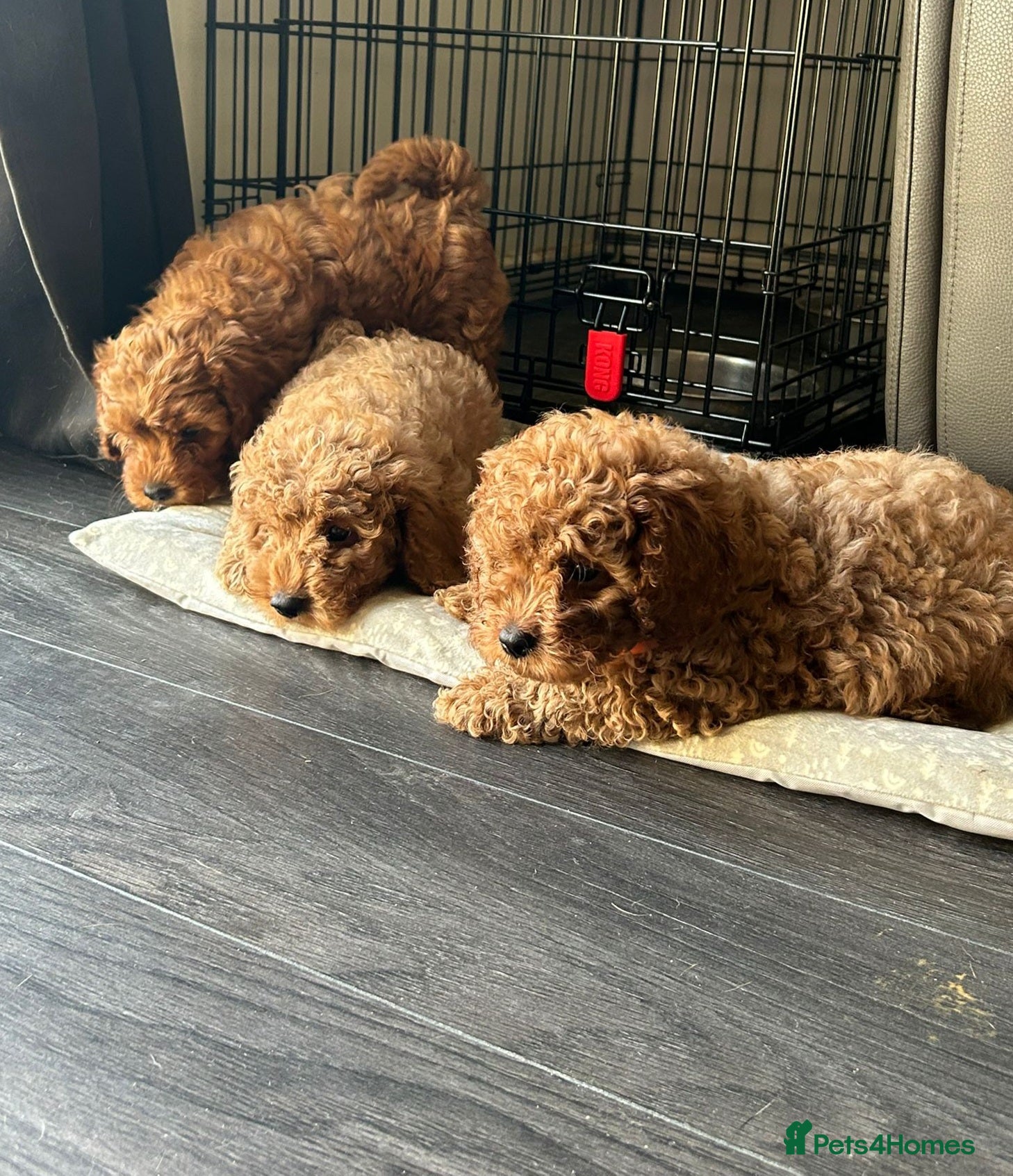 Cavapoo dogs 5 cavapoo pups ready to leave  - Advert 1